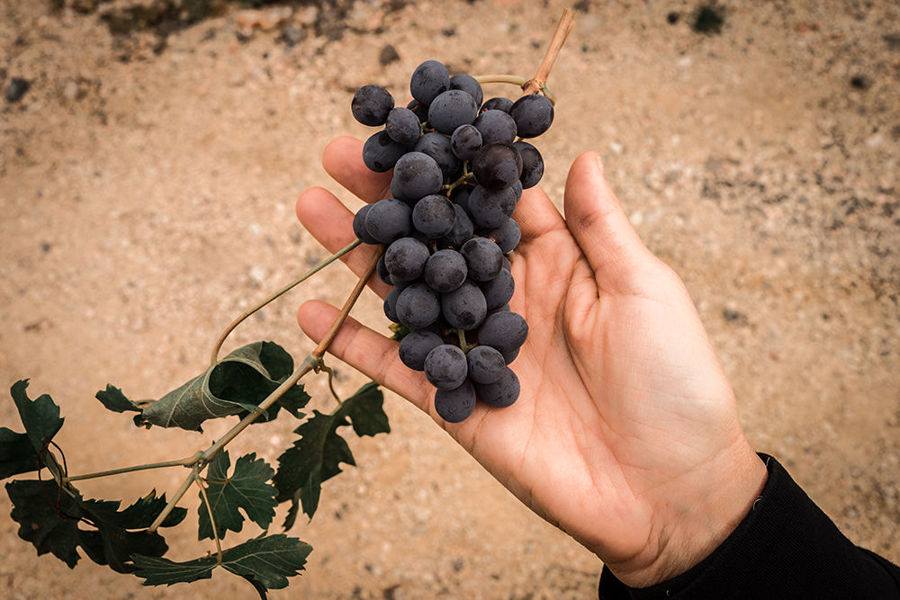 What is Amarone wine ?
